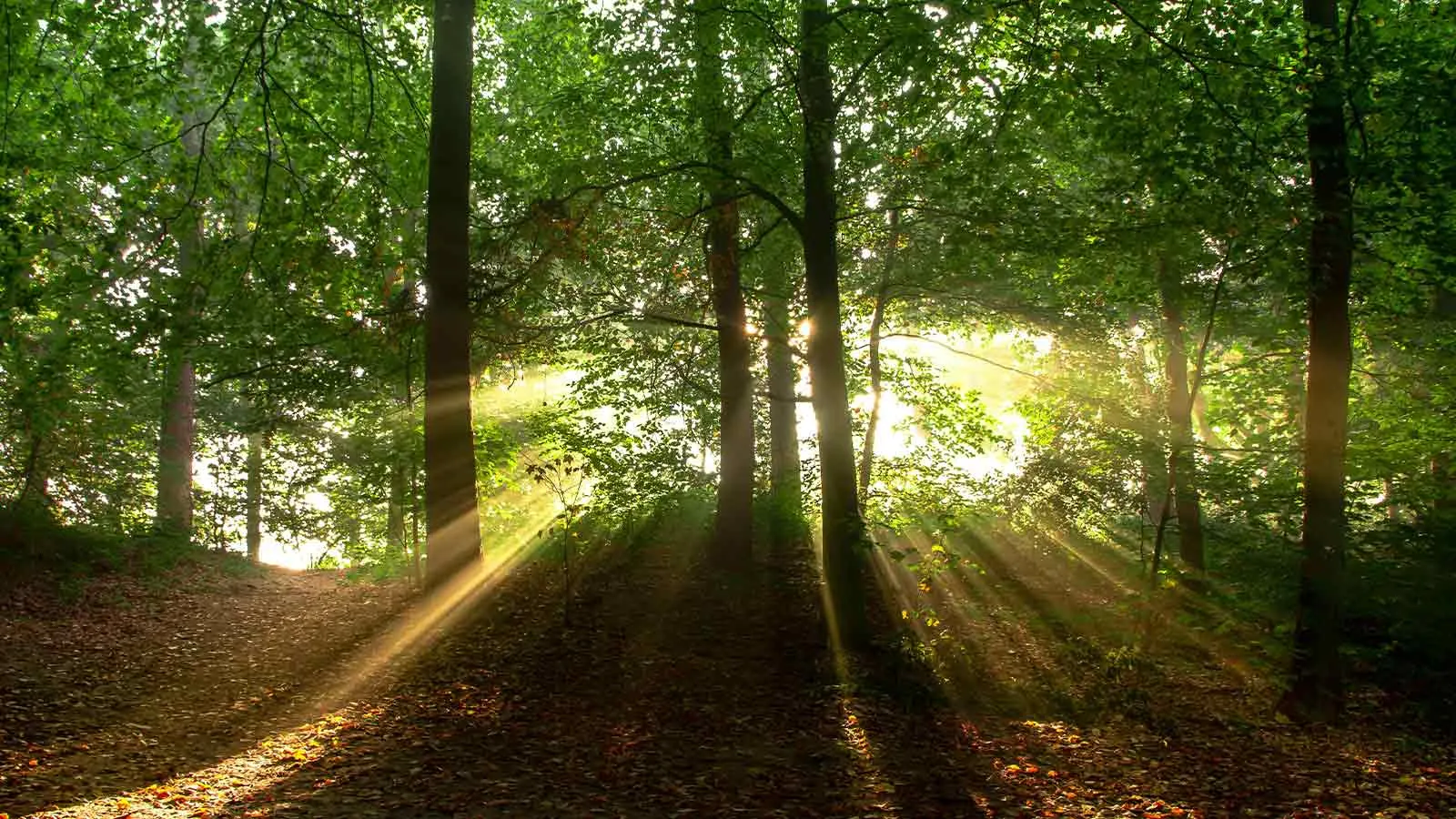 Sunlight through forest trees near land examined during attorney due diligence