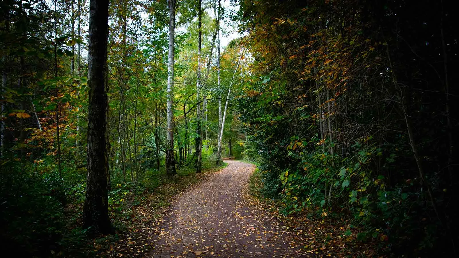 Tree-lined path, a reminder of the long paper trail behind every lender title search